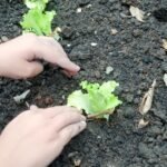 Mauá inaugura Horta dos Saberes Ancestrais no CRAS Falchi